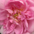 Ružová - Ruža damascénska - Ispahan